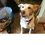 My dogs fan group:D