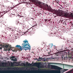 Sakura Spirits