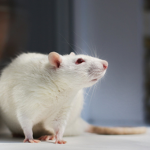 Royal High Rats <3