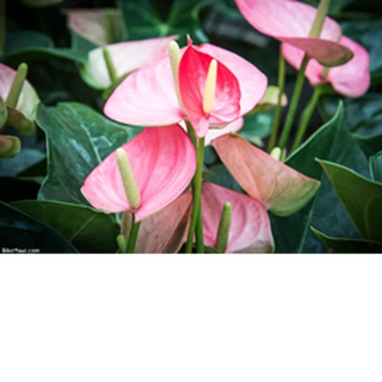 anthurium city <3 Roblox group icon