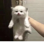 ieatcats