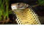 Vicious King Cobras