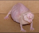 Mole Rat Committee
