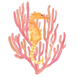 « seahorse academy »