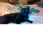 my beautiful cat