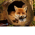 Fox fore life