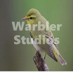 Warbler Studios