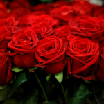 Rose group:)
