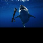 SURVIVE JAWS! [NEW ITEMS ADDED]