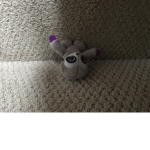 Koala weeeee