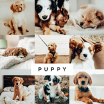 Puppy Love Club!