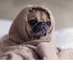 PUG GROUP!!!!