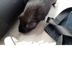 My blackey