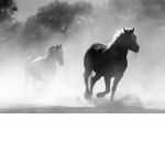 Equestrian sky