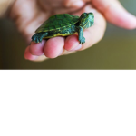Team Turt