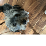 look at my dog.