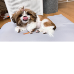 로벅스감사합니다람쥐