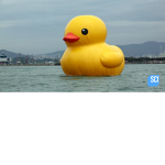 The rubber duckie gang
