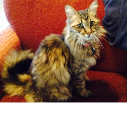 Cat cove kittens can come to's Place Number: #