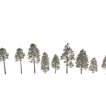 Jeffrey Pine/ Red pine Realistic trees