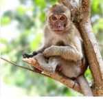 Monkey Fan Forever