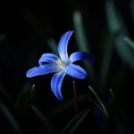 The Order of the Twinflower
