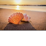 Grace’s seashells
