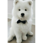 #Adopt Me Players