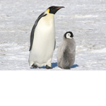 Penguin Squad (Official)