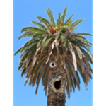 THE PALM TREE CULT