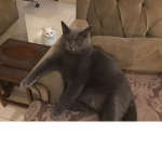 Club of kittys