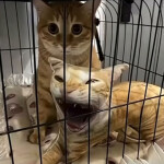 gaba's clothing store!!!