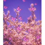 Diana’s Butterfly’s