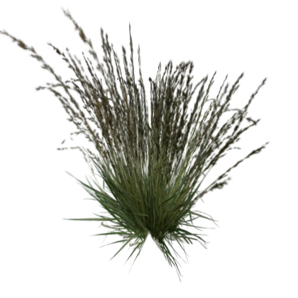 Tall Grass