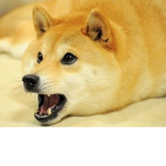 DogesInternationalGroup