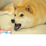 LOL_FAT_DOGES_FOREVER_XD