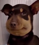 Moa boa loa