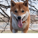Find the doggie fan group!