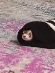 FERRETS FOREVER :3