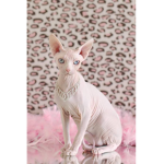 hairless catz