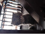 Les meilleurs (e) chats
