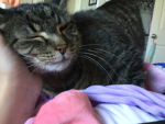 My cat Dora