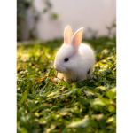 Bunny’s are so so so cute