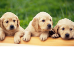 Paws United!
