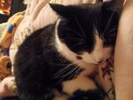 Lilac's cat group