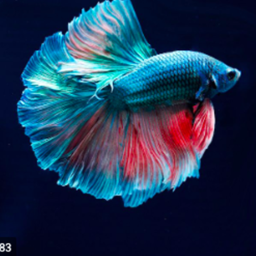 Betta fish Hang out area (BETA)