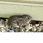 Bunny’s are asome
