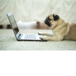 pugs love roblox