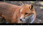 Fox Army United