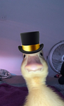 Ducks United by One